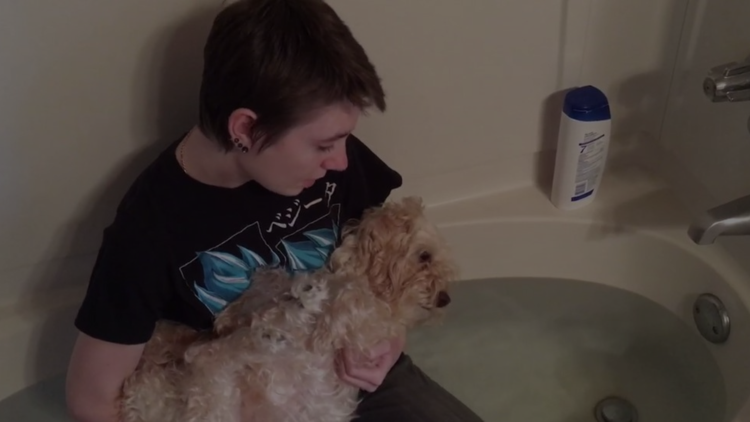 Can I Walk My Dog with Kennel Cough Featured Images