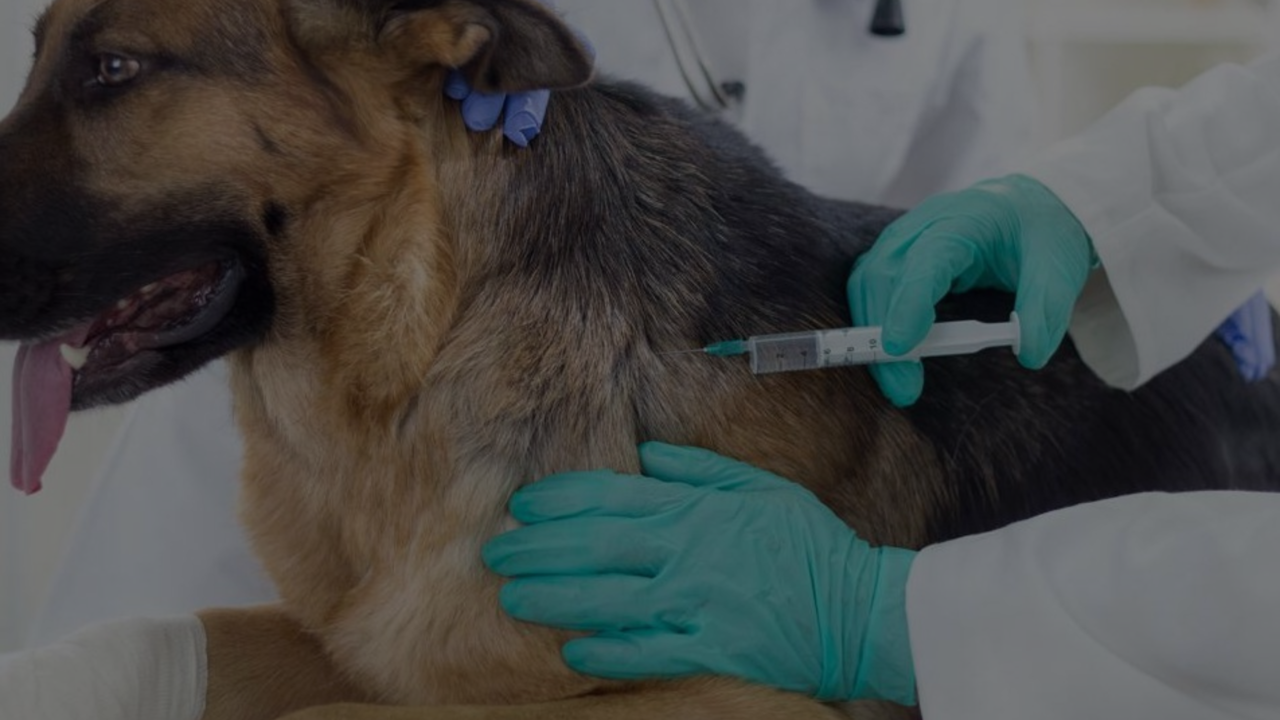 Can You Go to Jail for Not Vaccinating Your Dog Featured Images