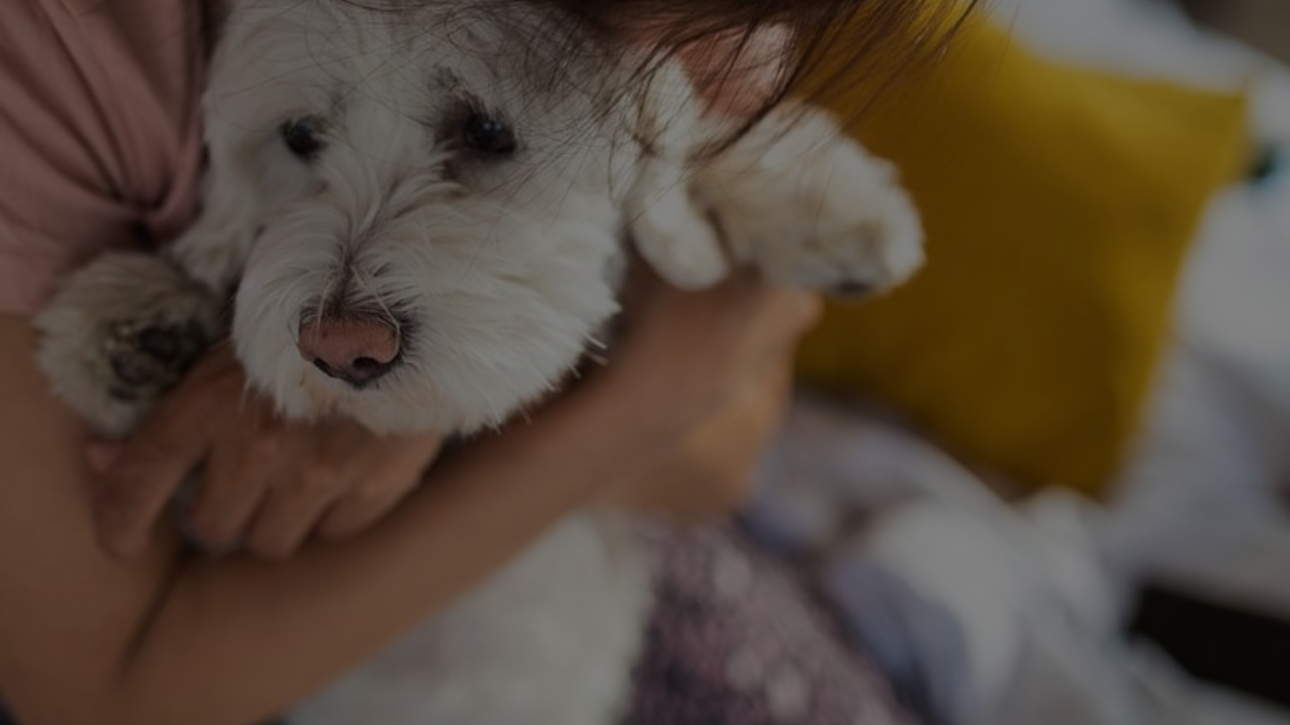 Can a Dog Be Mentally Retarded Featured Images