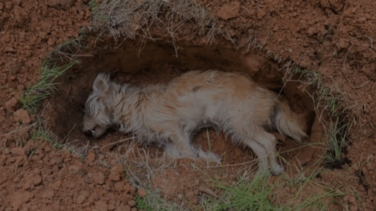 Can I Dig Up My Dead Dog?