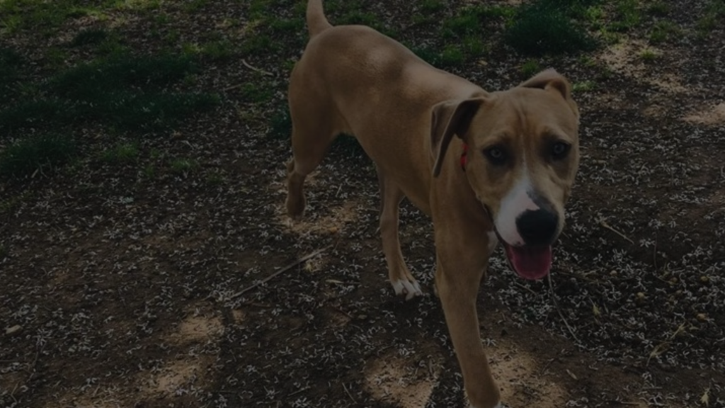 Can a Pellet Gun Kill a Dog? Understanding the Dangers