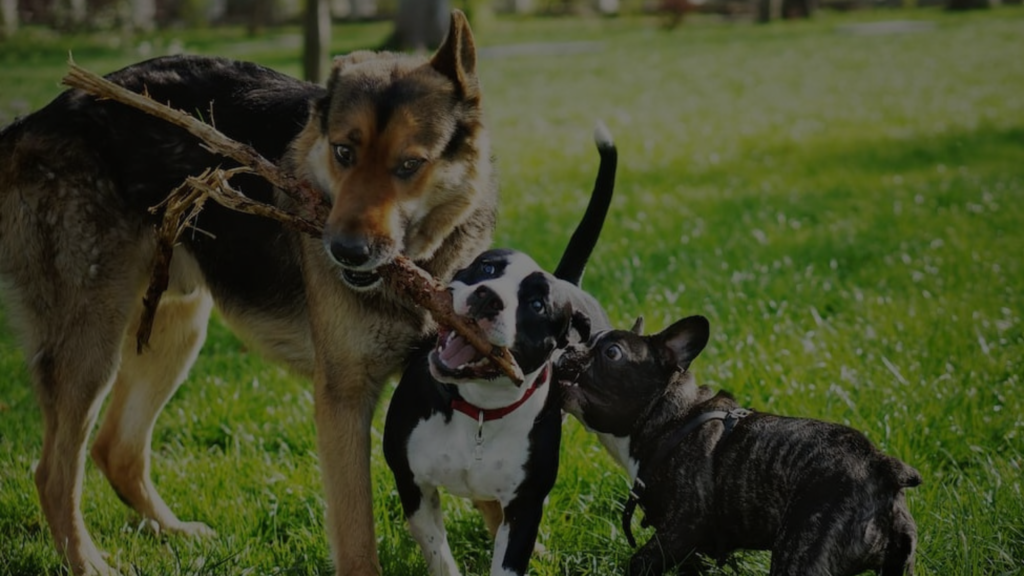 How Long Can You Board a Dog: A Comprehensive Guide