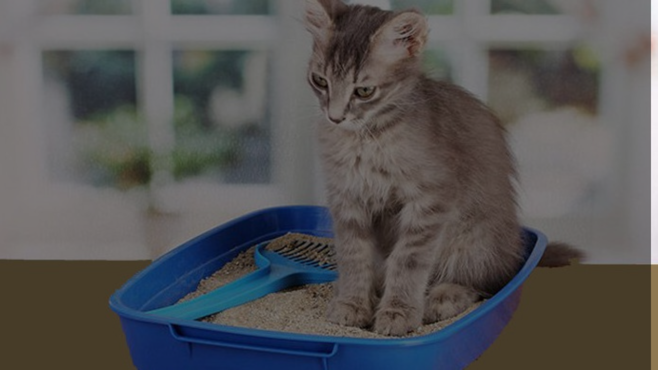 How Much Cat Litter per Month Featured Images