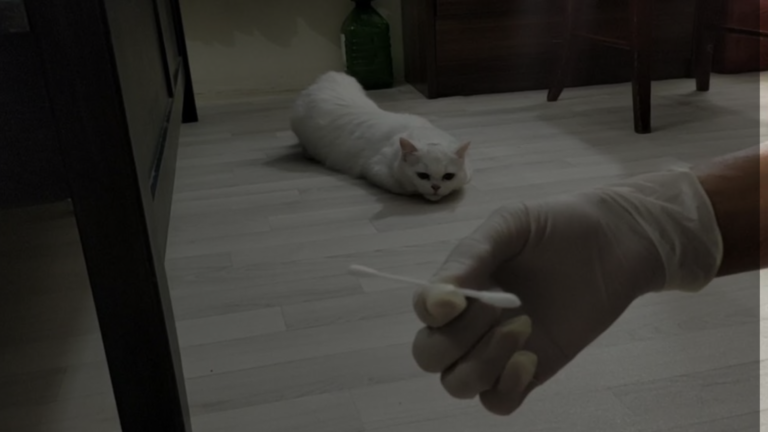 How To Get A Cat Out Of Heat Q Tip?