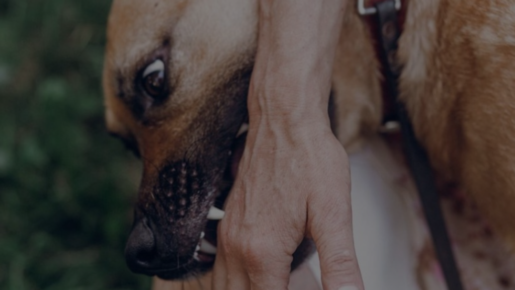 How to Apologize When Your Dog Bites Someone - Petsy Box