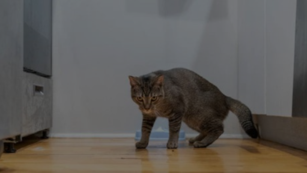 a-cat-laying-on-top-of-a-wooden-table