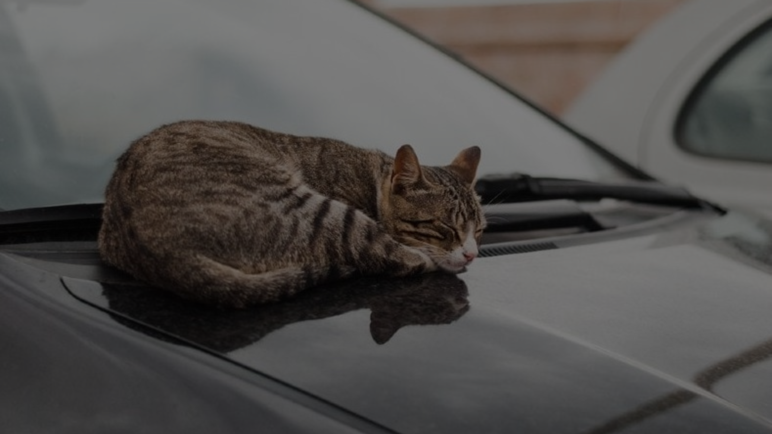 How to Keep Cat Off Car Featured Images