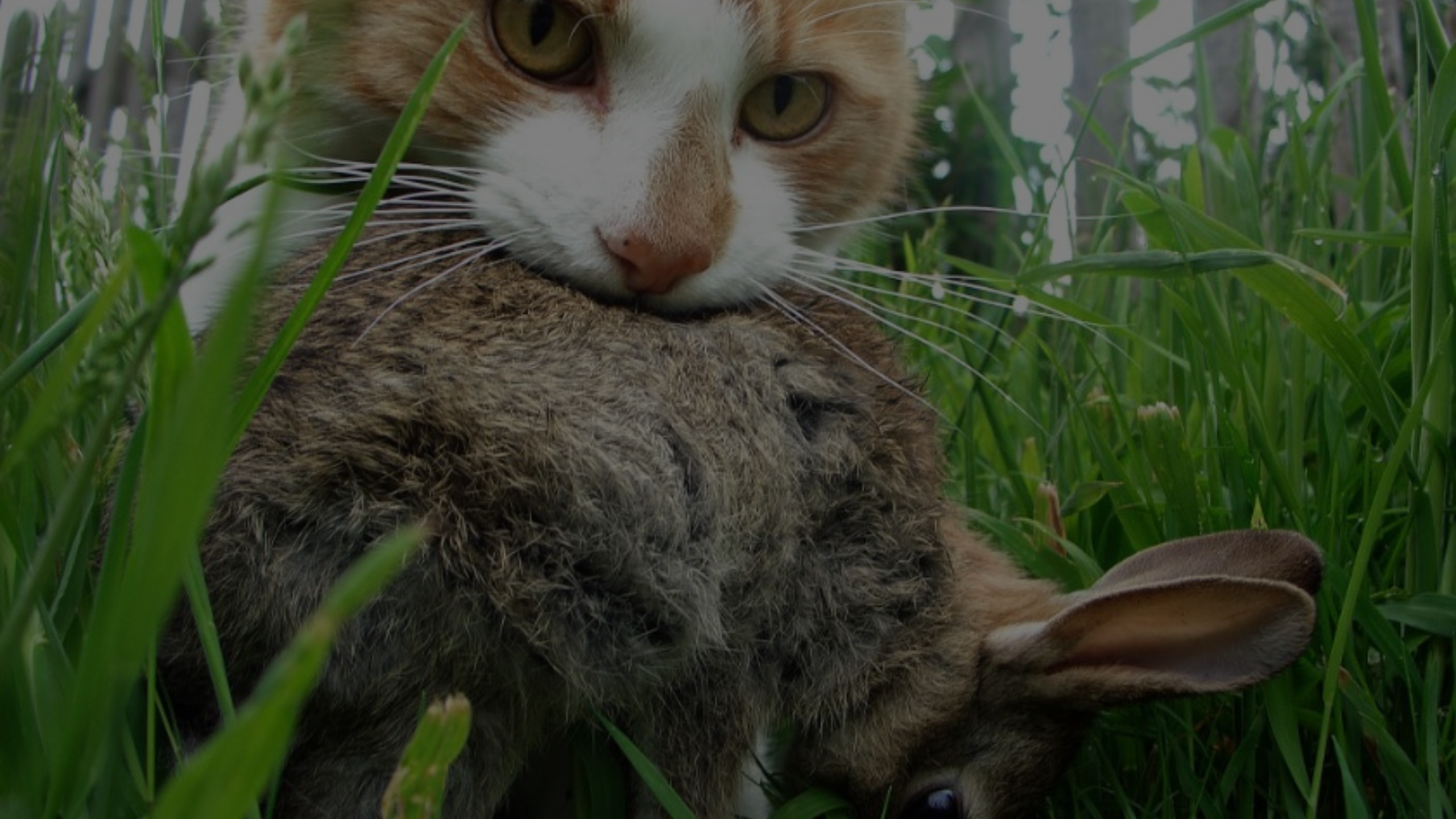 How to Tell What Animal Killed My Cat Featured Images