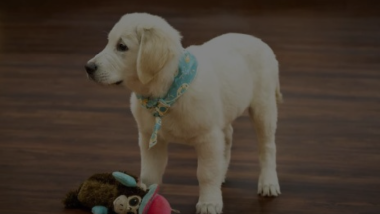 How to Tie a Dog Bandana?