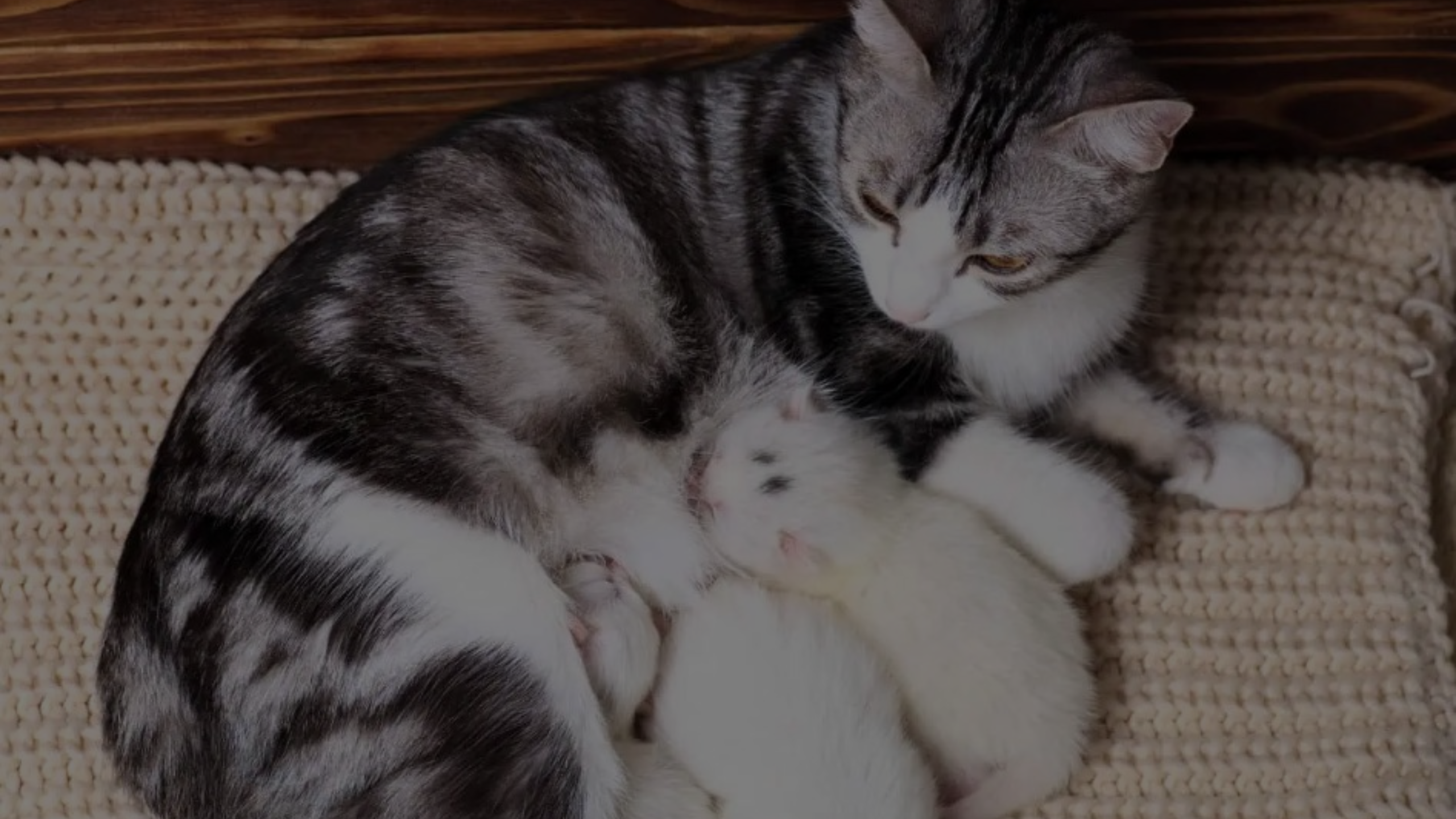 When to Change Bedding After Cat Gives Birth Featured Images