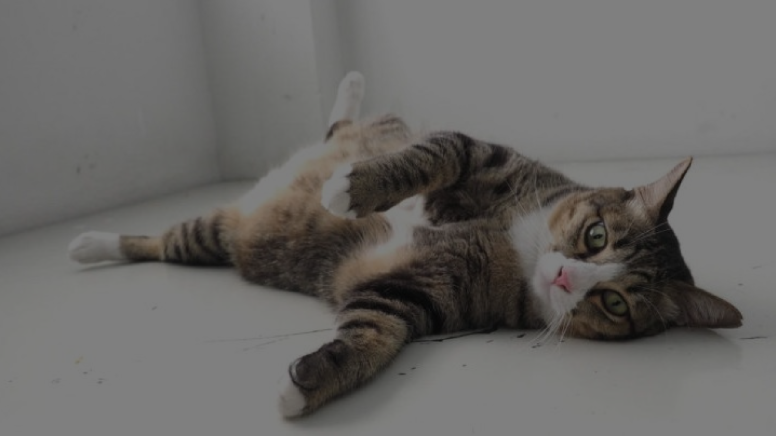 Why Do Cats Flop Down In Front Of You Featured Images