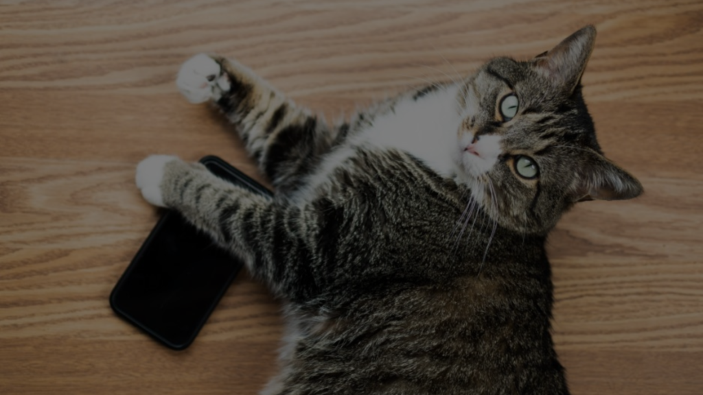 why-does-my-cat-bite-my-phone-3-reasons-petsy-box