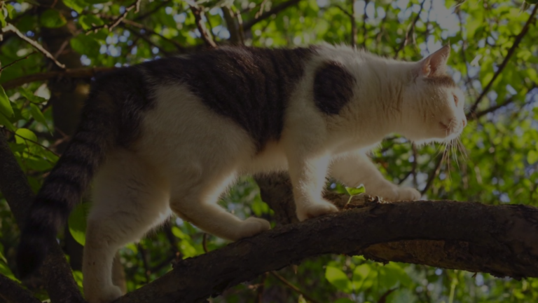 Why Does My Cat Climb Me Like a Tree?