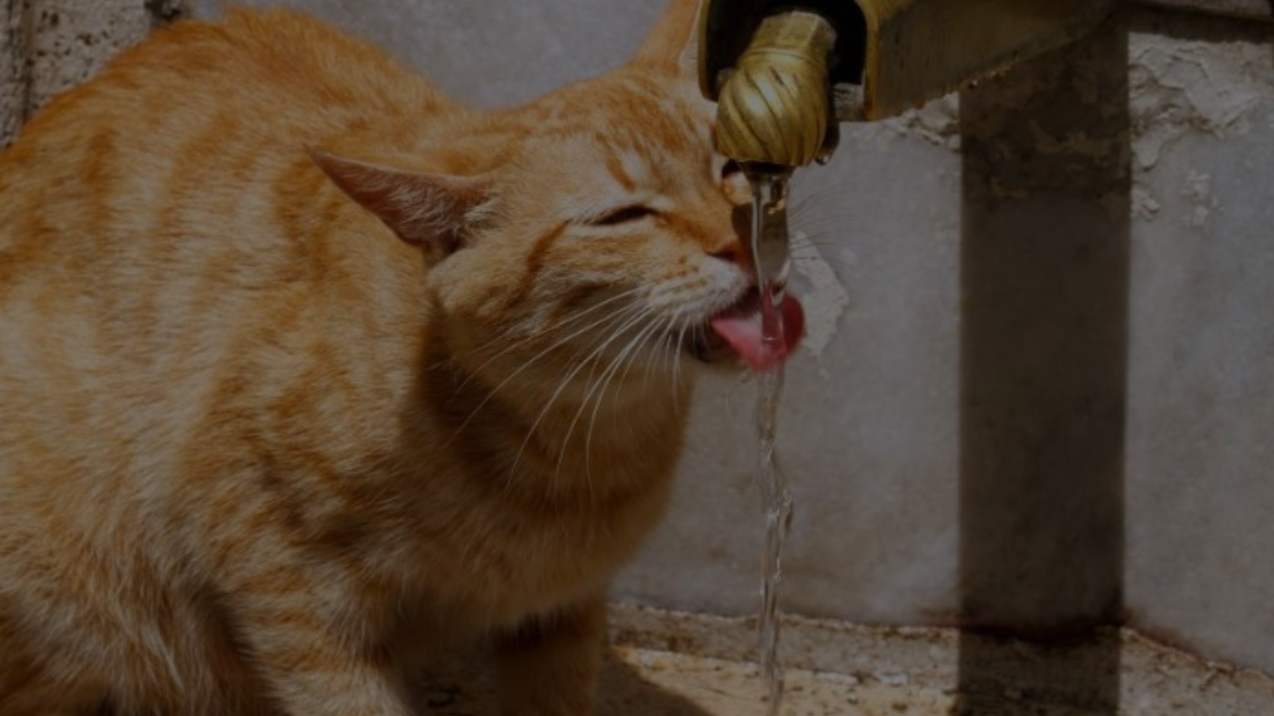 Why Does My Cat Cough After Drinking Water Featured Images