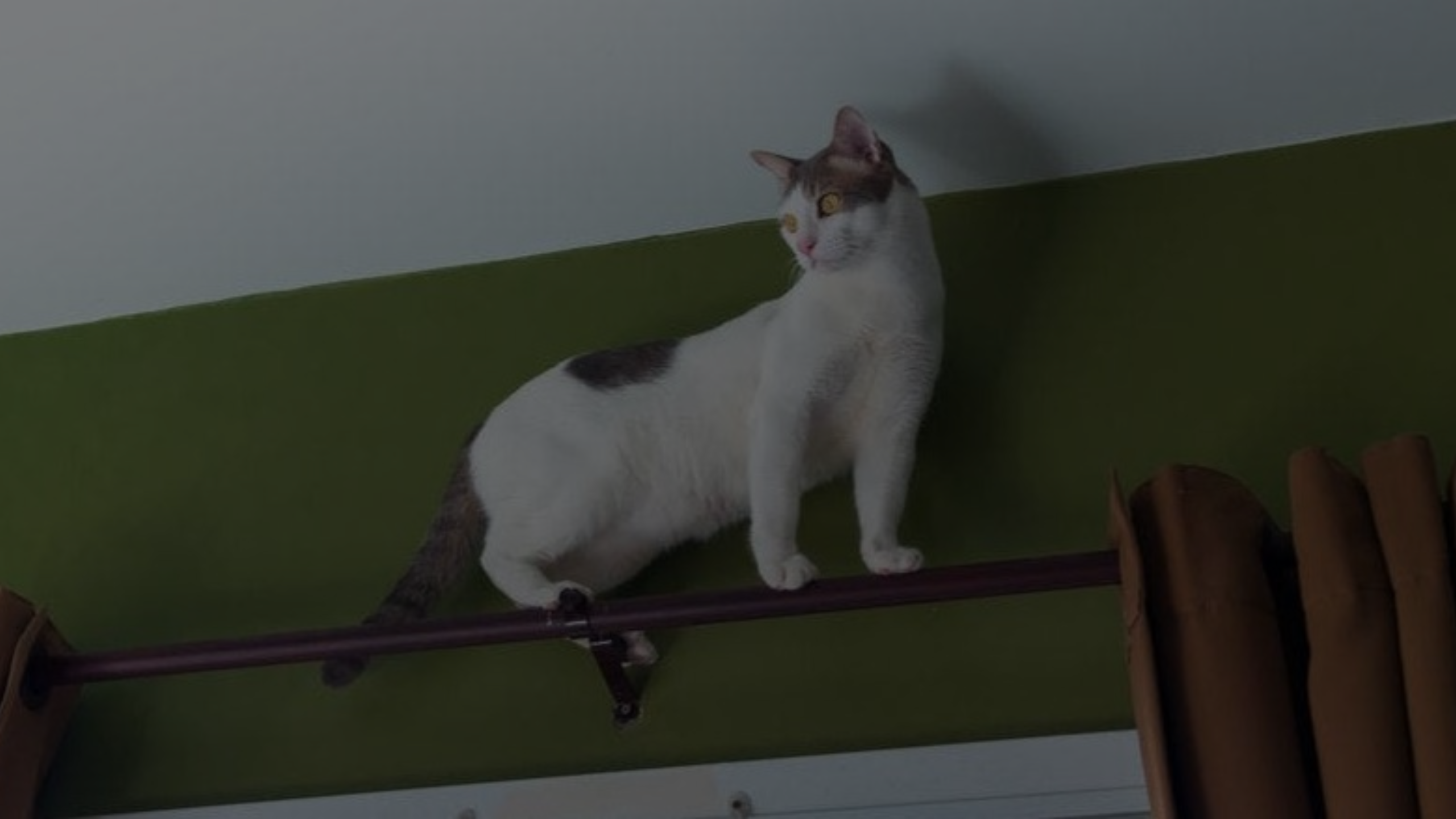 Why Does My Cat Meow at the Wall Featured Images