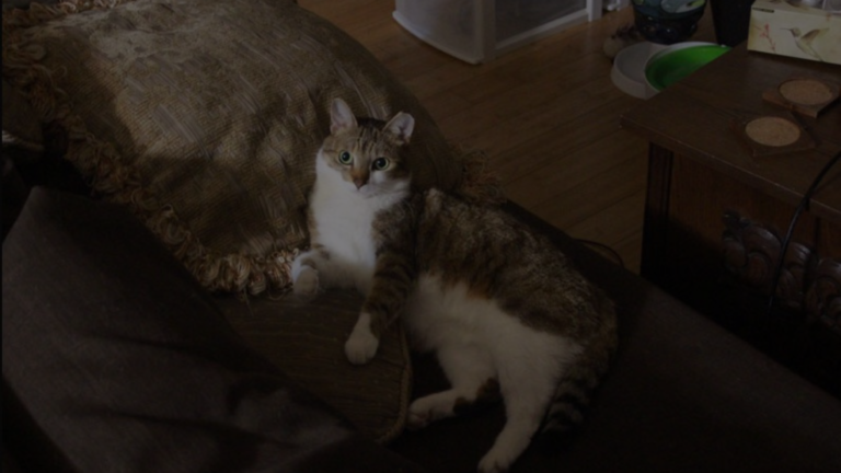 Why Does My Cat Take My Spot?