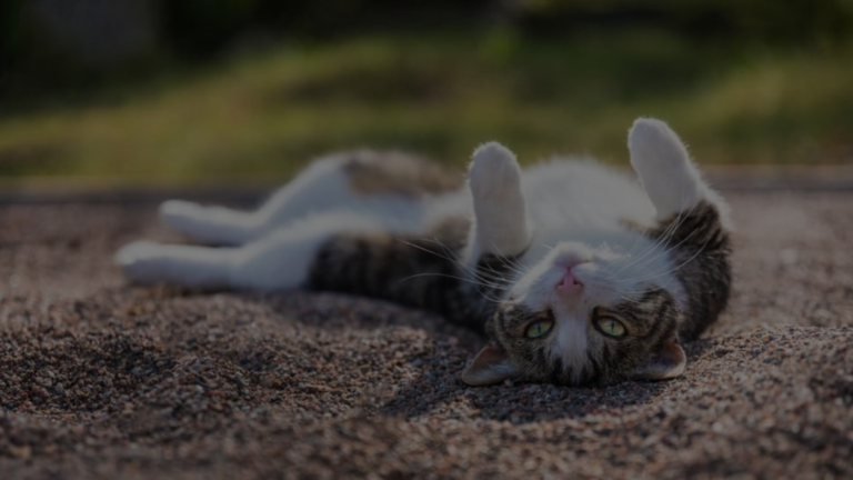 Why Does My Cat Roll in Litter?