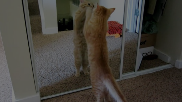 Why Does My Cat Scratch the Mirror?