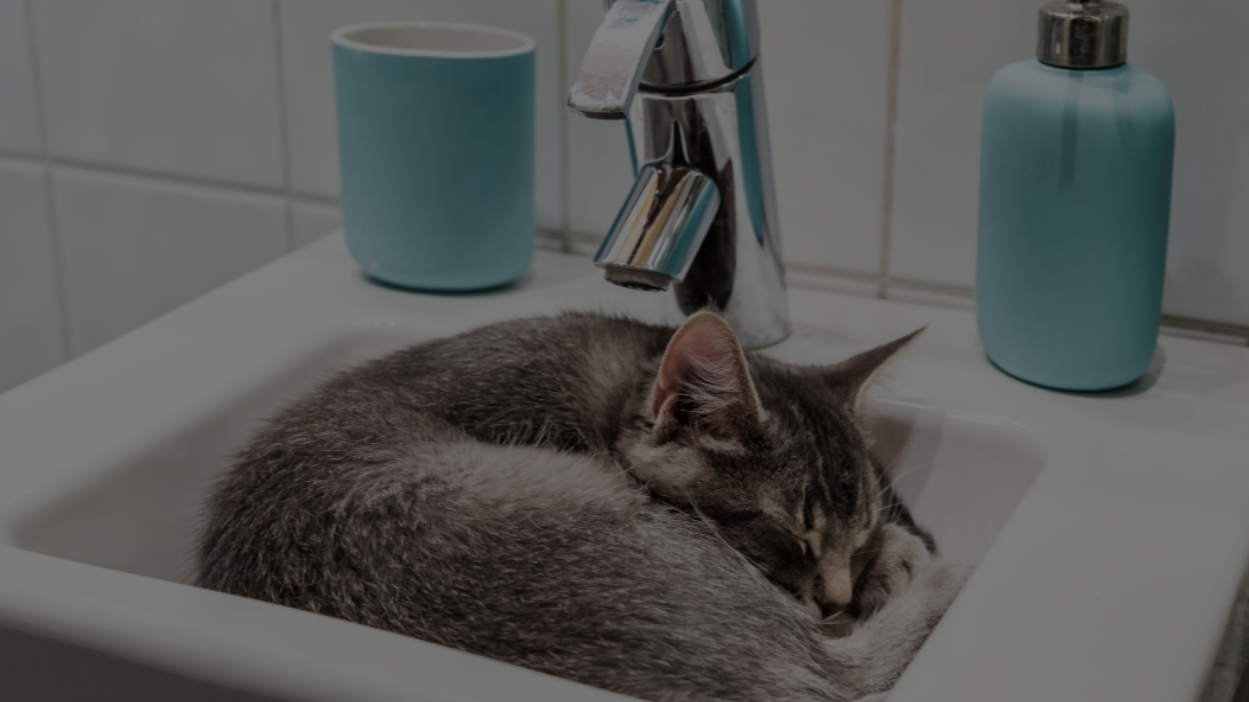 Why Does My Cat Sleep in the Bathroom Featured Images