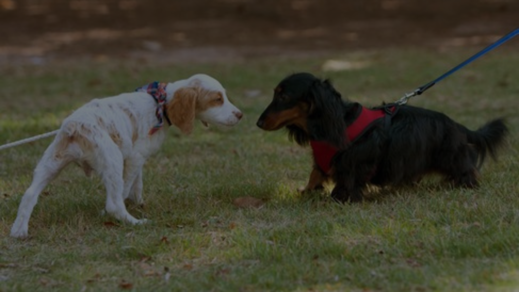 Why Does My Dog Cry When He Sees Other Dogs? Petsy Box