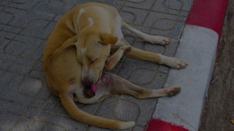 Why Does My Dog Keep Biting His Privates?