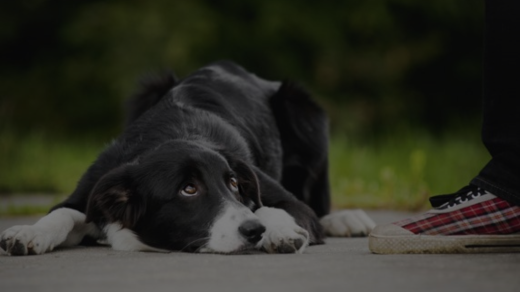 why-does-my-dog-lay-down-when-i-approach-him-petsy-box