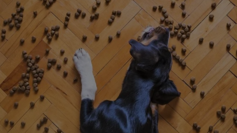 Why Does My Dog Want Me to Watch Him Eat?