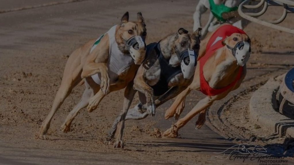 Why is Dog Racing Illegal but Not Horse Racing? 5 Facts