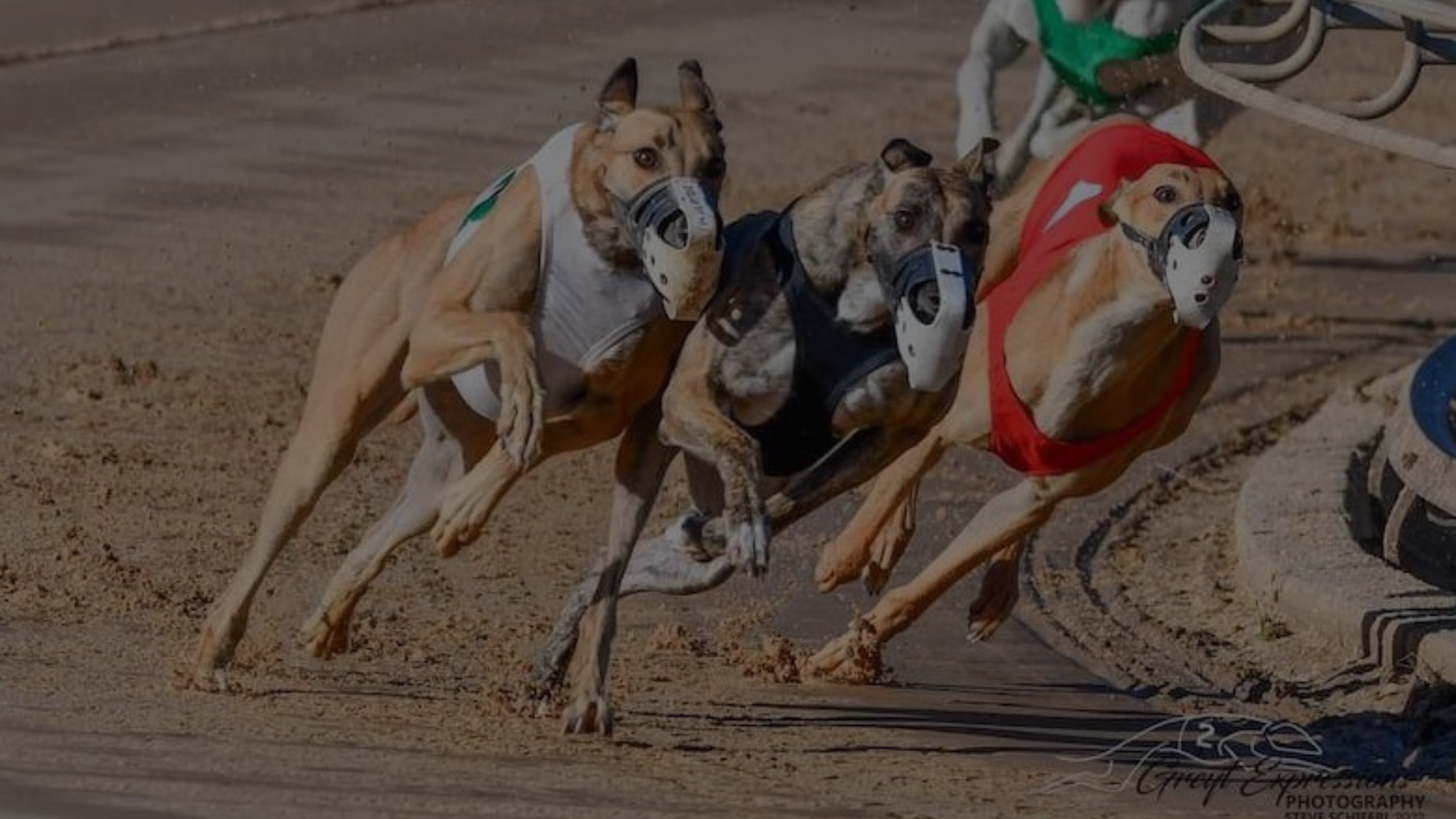 Why is Dog Racing Illegal but Not Horse Racing Featured Images