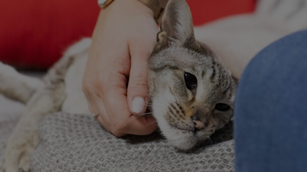 Will My Cat Me for Putting Her to Sleep? Petsy Box