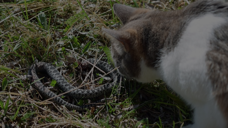 Will a Cat Kill a Snake?