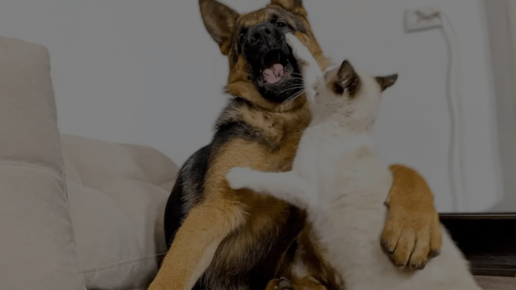 Will a German Shepherd Kill a Cat? Cat & Dog Relationship