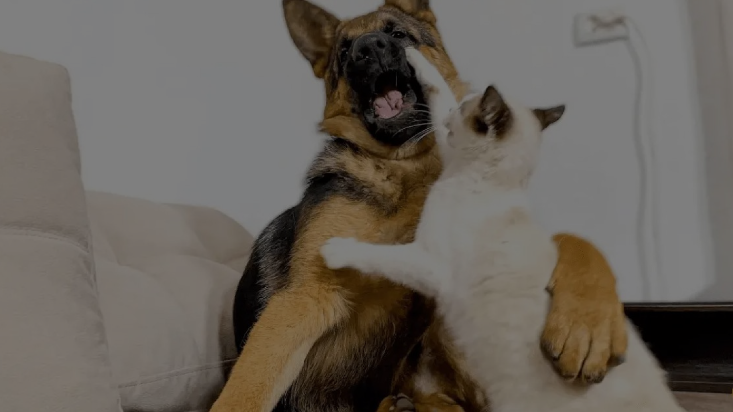 Will a German Shepherd Kill a Cat Featured Images