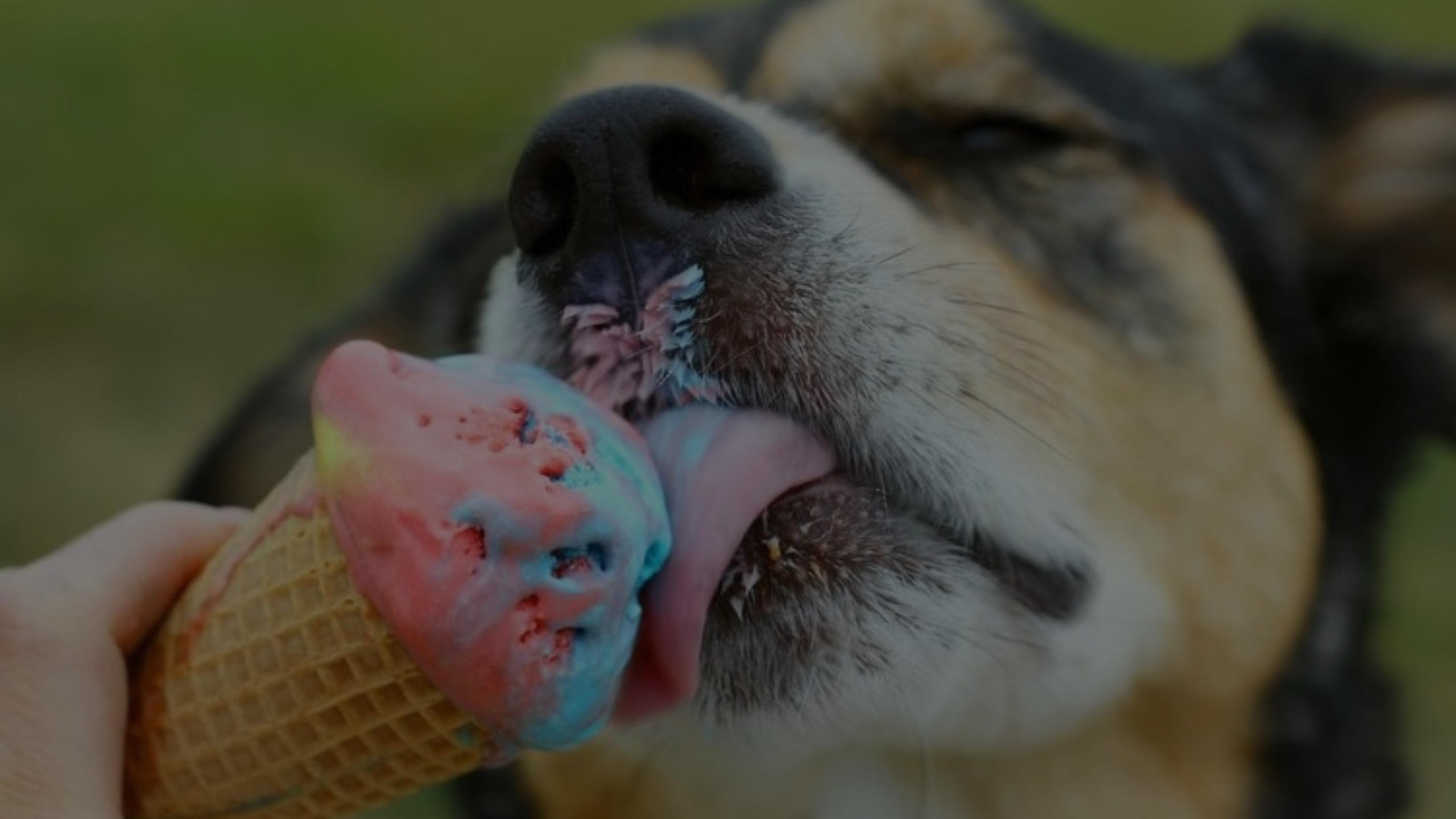 Can Cats Have Dog Ice Cream Featured Images