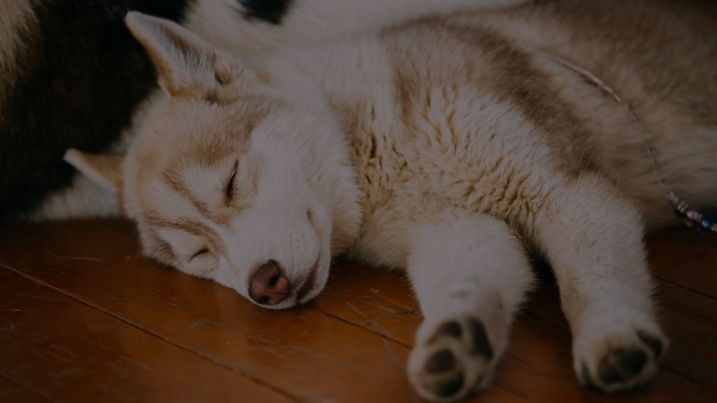 can-dog-sleep-walk-learn-about-this-odd-behavior
