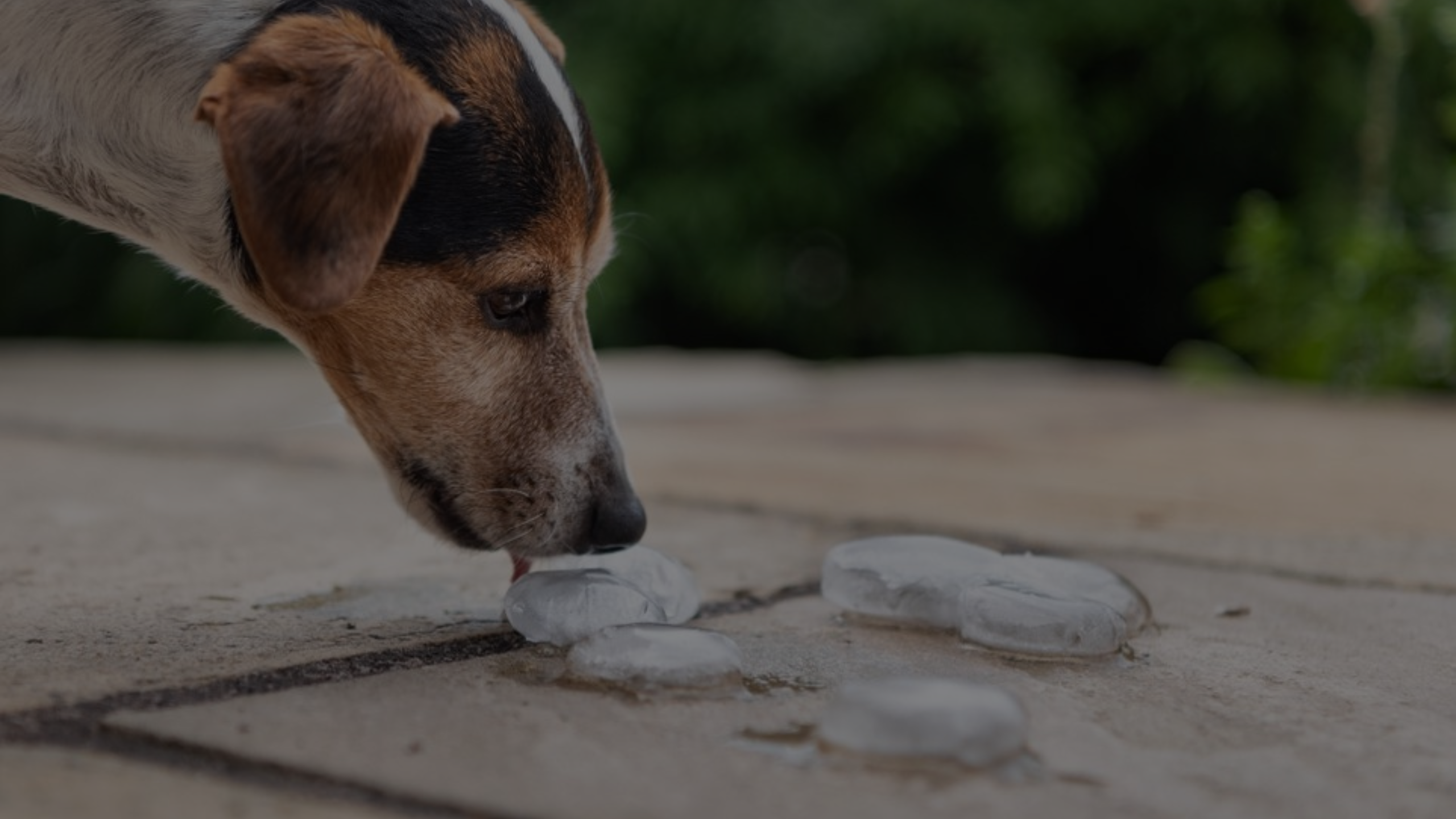 Can I Give My Dog Mylanta Featured Images