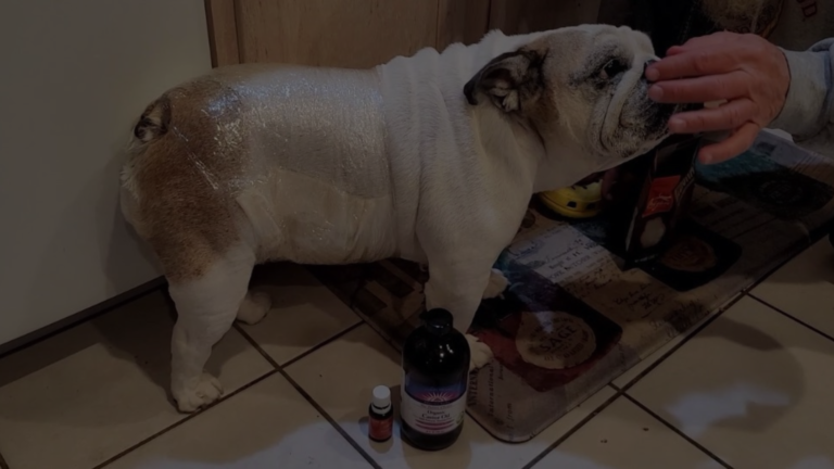 Can I Put Castor Oil on My Dog?