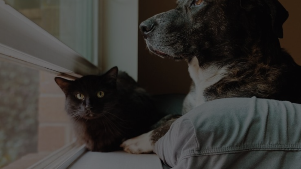 Can I Use Dog Dewormer on Cats: A Comprehensive Guide
