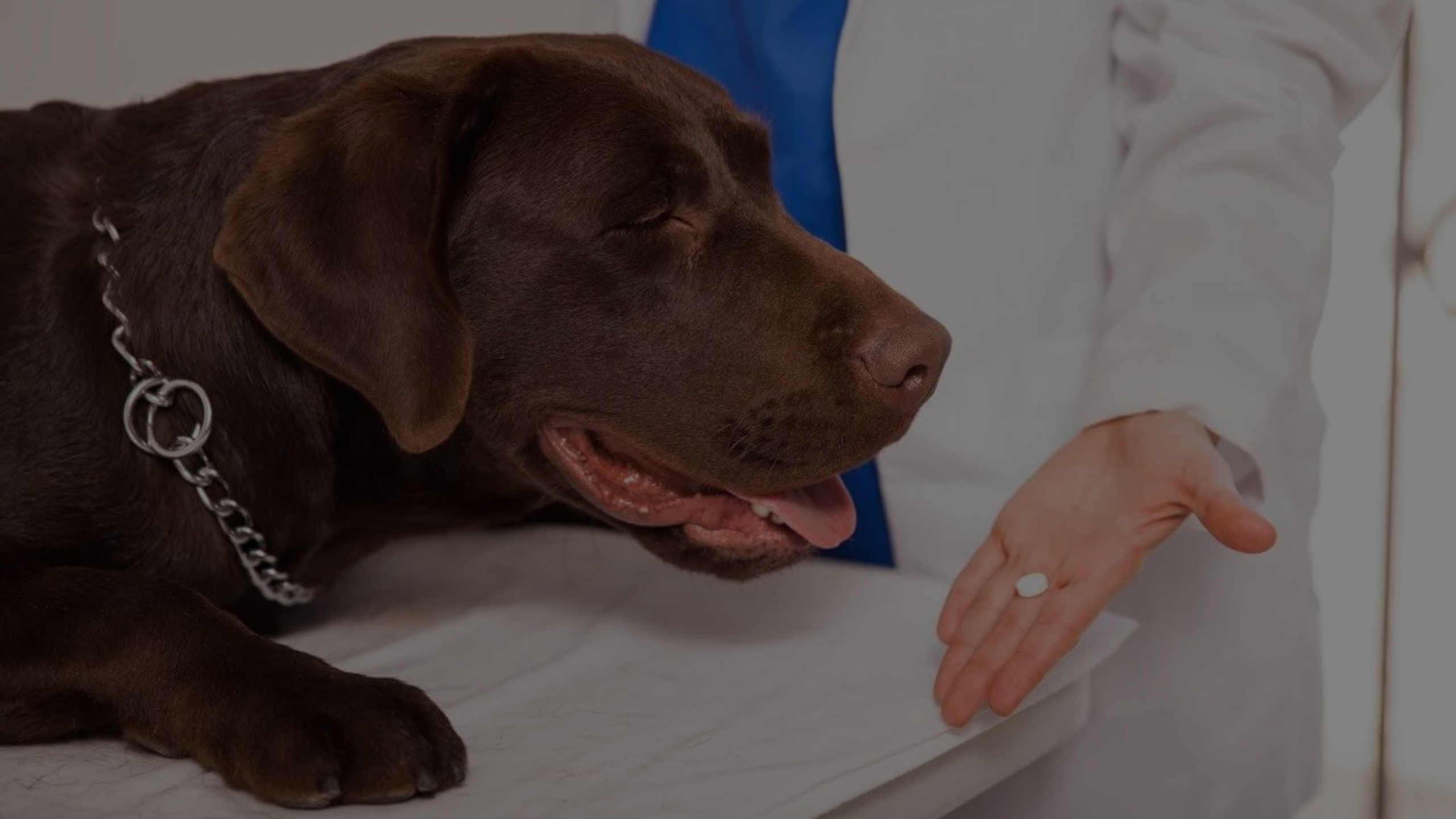 Can Trazodone Kill a Dog Featured Images