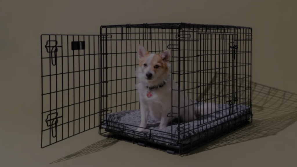 Can You Put Two Dog Crates Next to Each Other? Pros & Cons