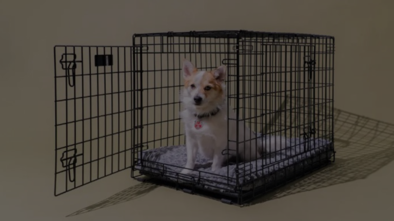 Can You Put Two Dog Crates Next to Each Other?