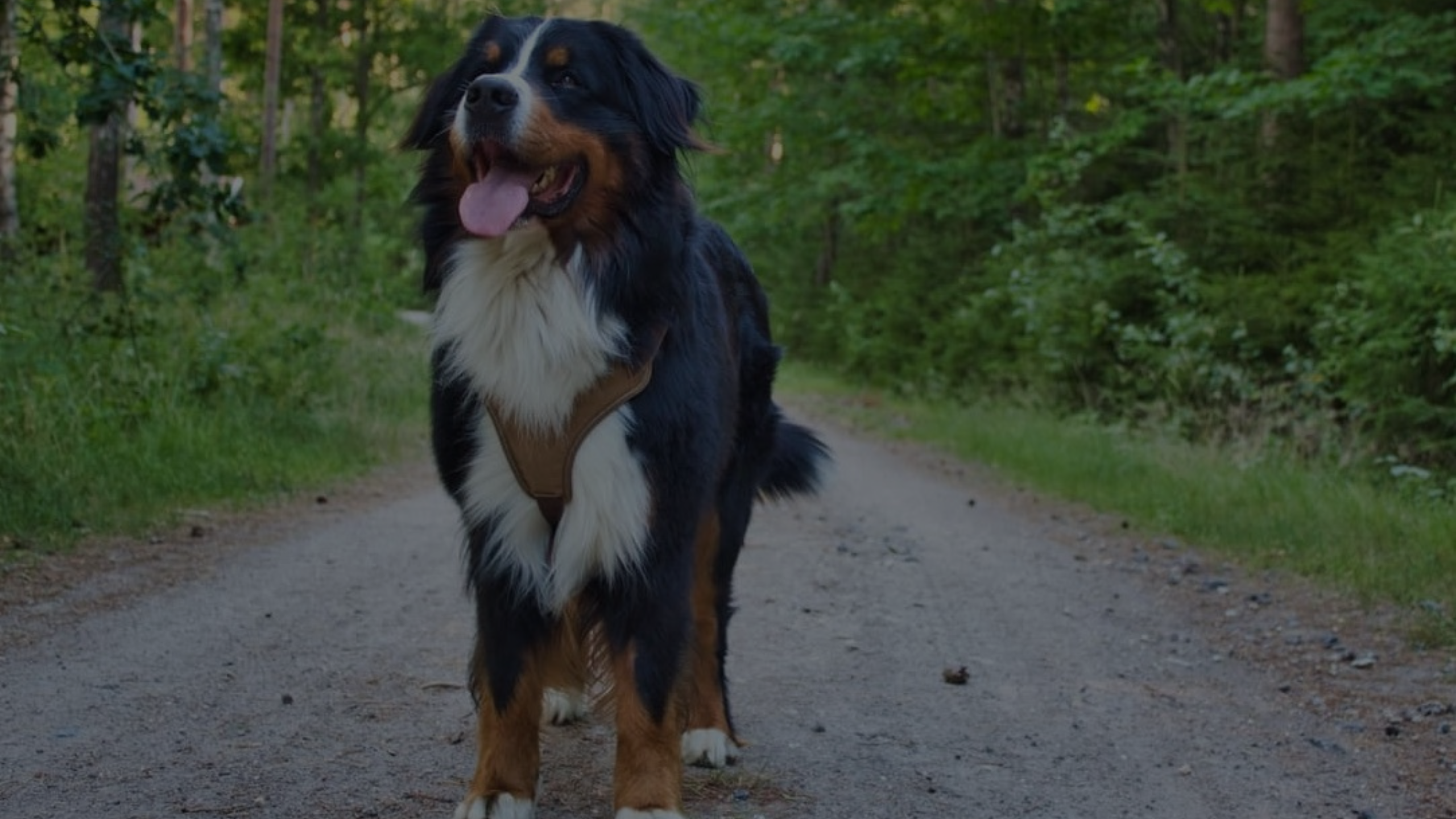 Can You Run with a Bernese Mountain Dog Featured Images