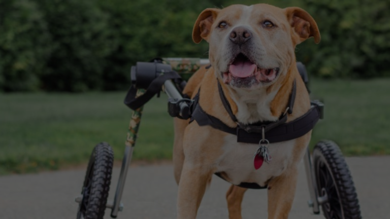 Can a Deaf Dog Hear a Dog Whistle?