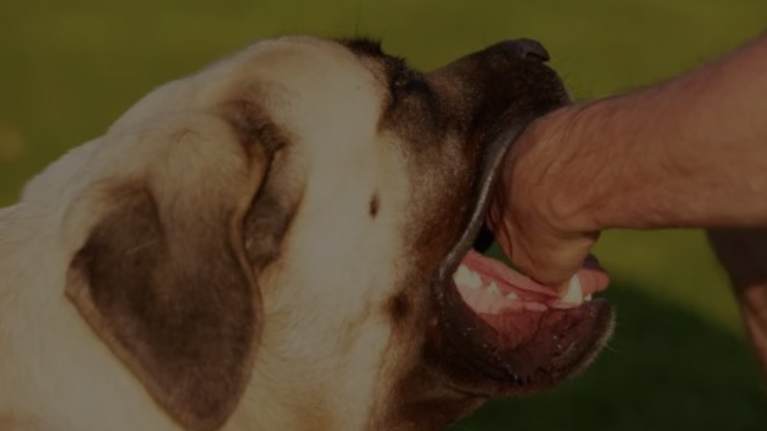 Can a Dog Bite Break a Bone Featured Images