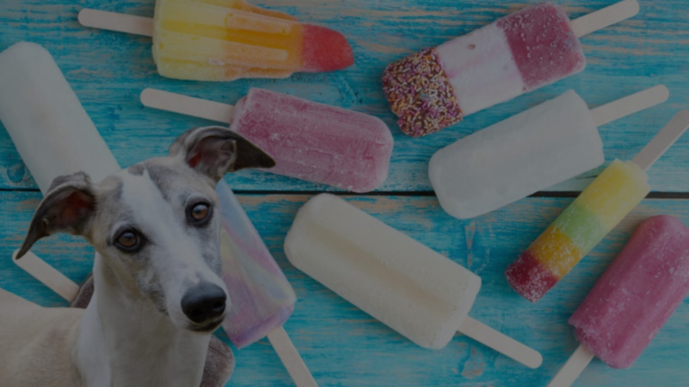 Can a Popsicle Stick Kill a Dog?