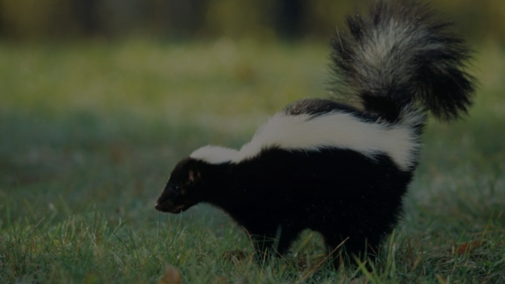 Do Skunks Eat Dog Poop: The Surprising Truth - Petsy Box