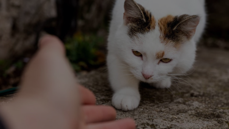 Does Neutering Calm a Cat Down?