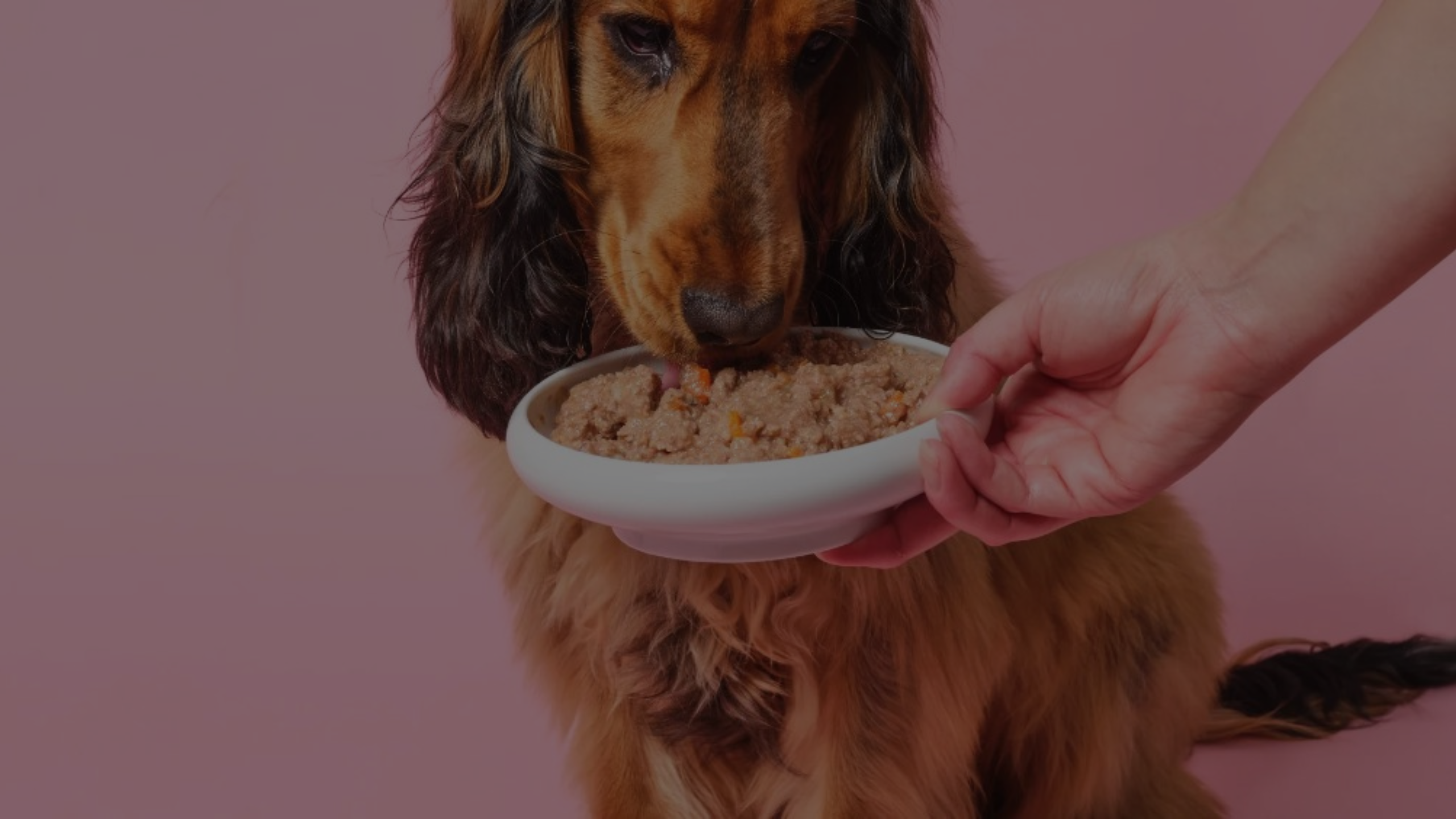 Does Wet Dog Food Cause Diarrhea Featured Images