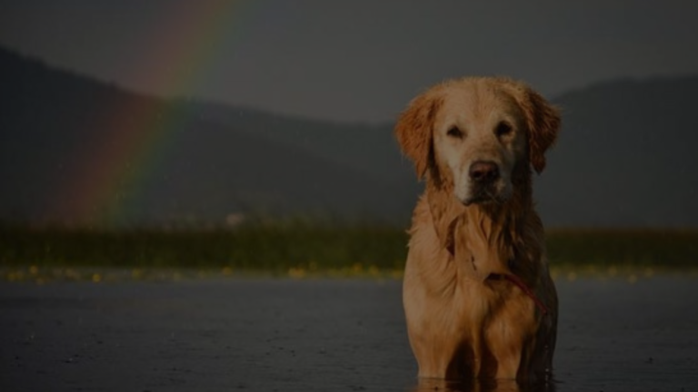 How Do I Know My Dog Crossed the Rainbow Bridge?