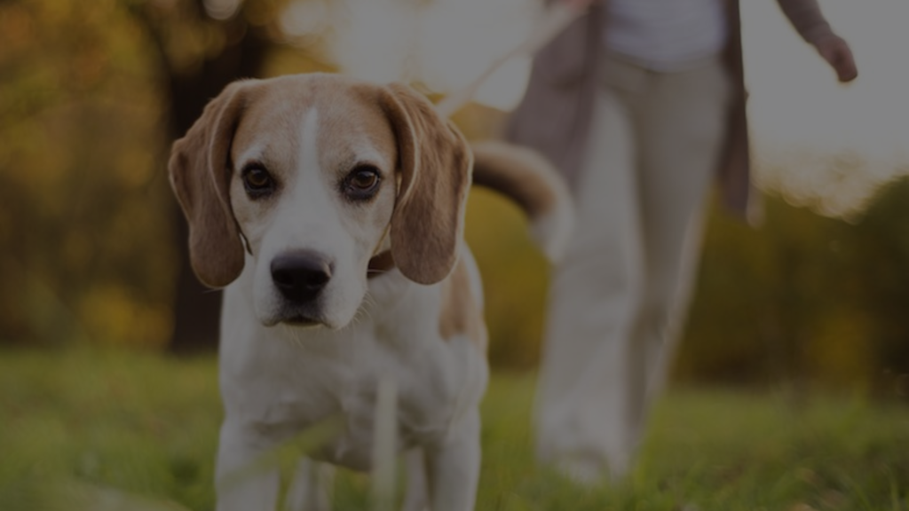 How Long Does It Take For A Dog To Reincarnate petsybox.com